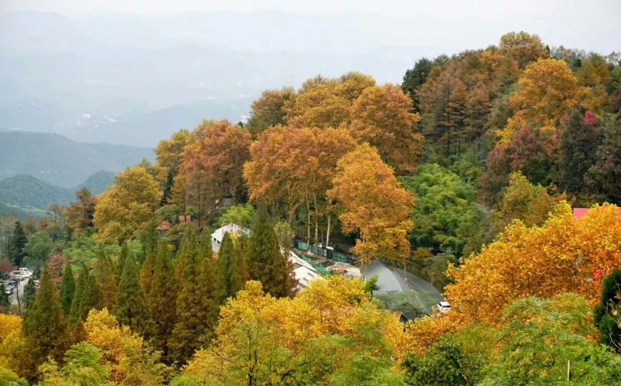 莫干山·西璞，睡進梵高的畫里