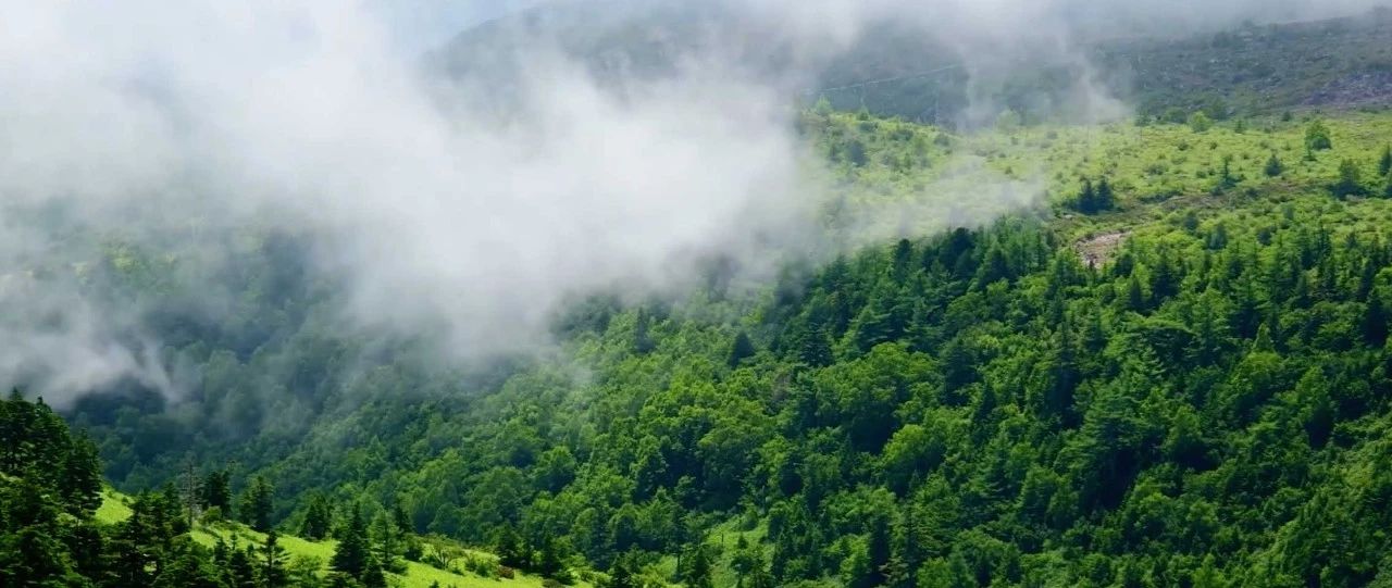 西顧·望城山居，闖入仙境等待一場花開的心動