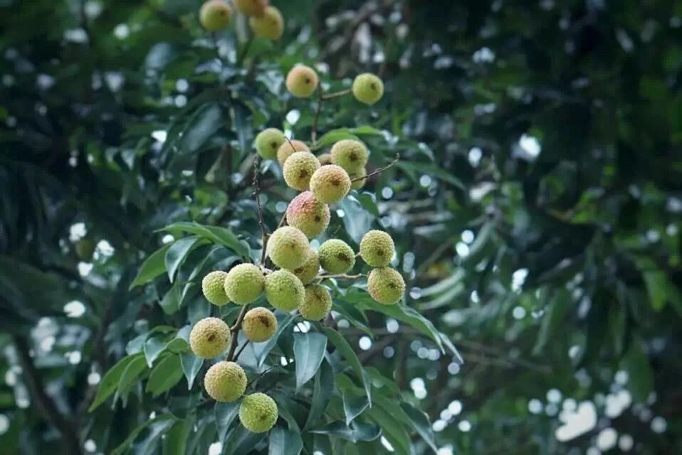 廣州·菁木山舍，有個(gè)木屋開滿鮮花看花開花落