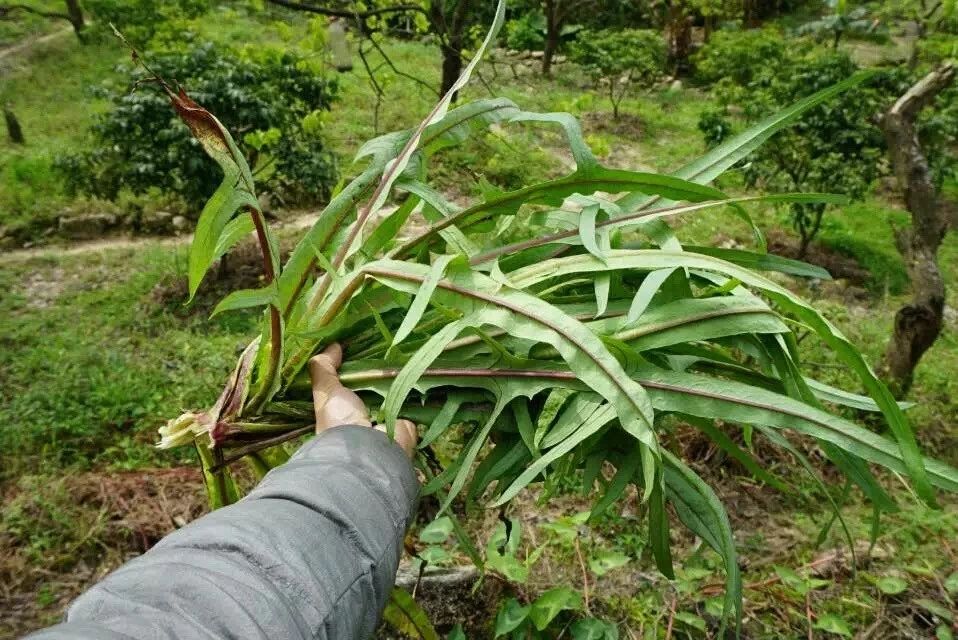 廣州·菁木山舍，有個(gè)木屋開滿鮮花看花開花落