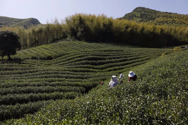 莫干山·梵谷，回歸自然的日子才是最難得