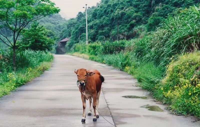 臺(tái)州臨海·草宿，骨子里流淌的鄉(xiāng)愁烙印