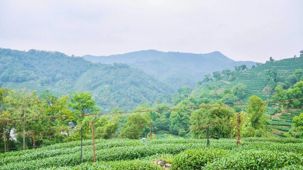 茶隱·喜在山舍，上有茶山下有九溪肆意虛度生活