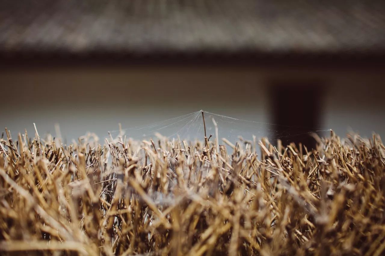 莫干山·三秋美宿，一日不見三秋盼兮