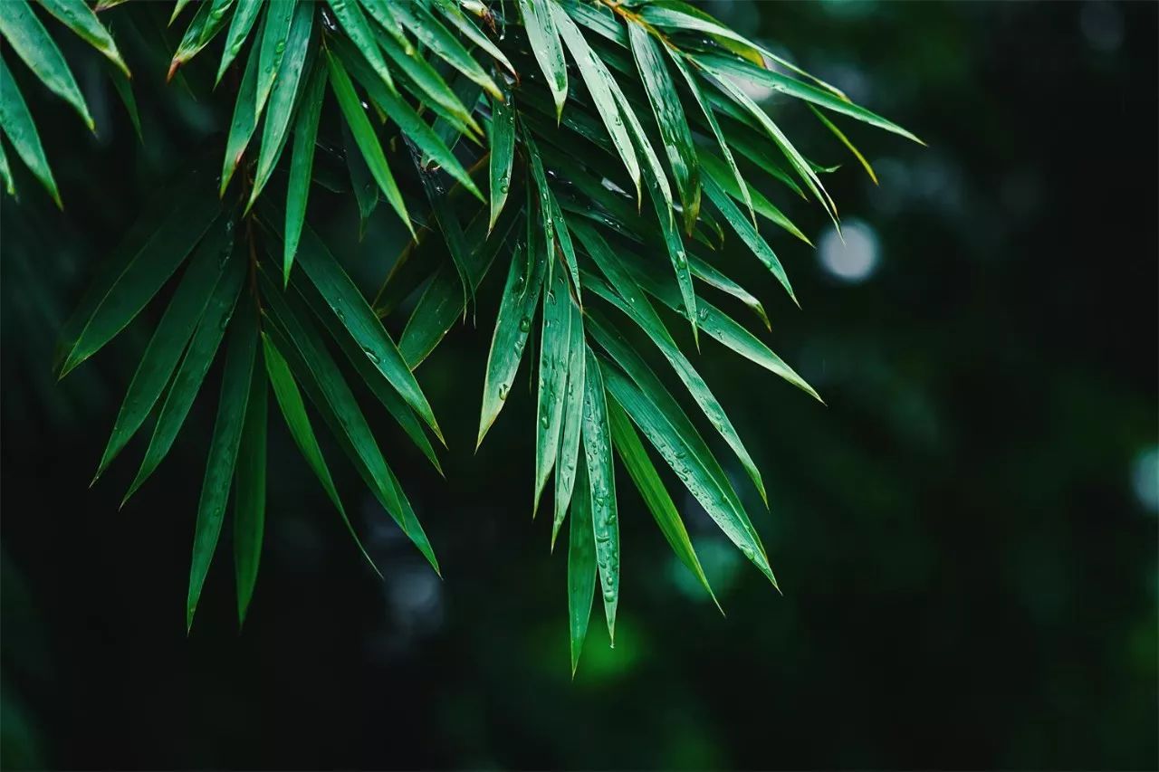 莫干山·趣舍一棵樹，置身山中與山林萬物相連