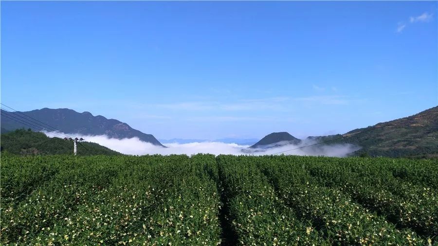 麗水·云逸遠山，在牡丹亭有個仲夏夜之夢