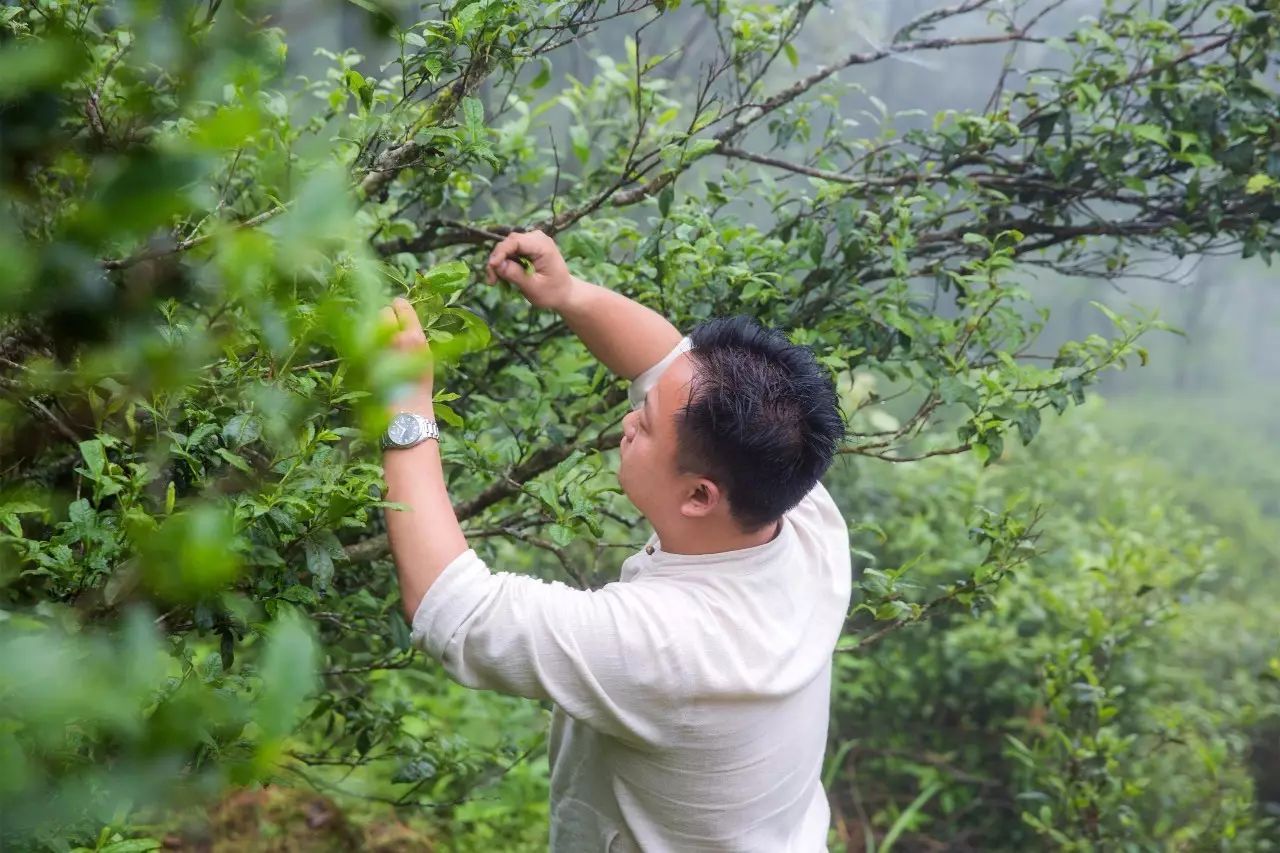 叢山茶境，一片天一座山忘了山外忘卻自己