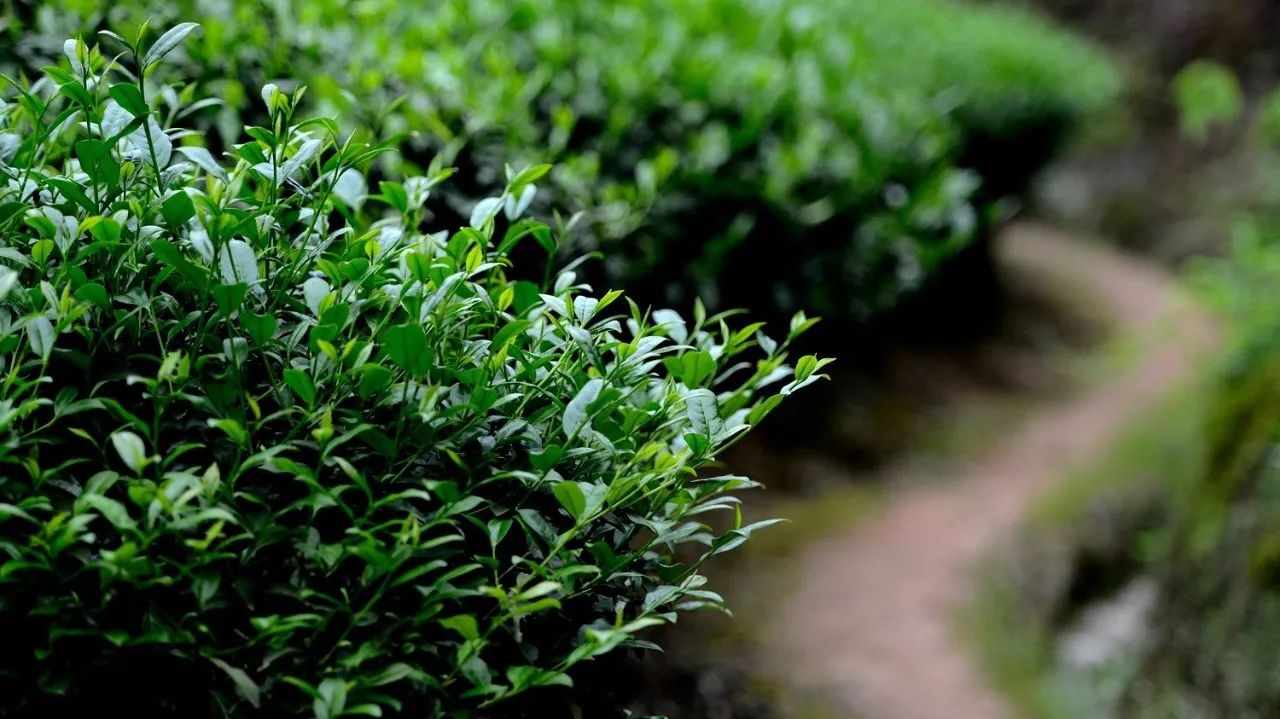 武夷山·山玖如意莊，一杯清茶一萬個品茶人