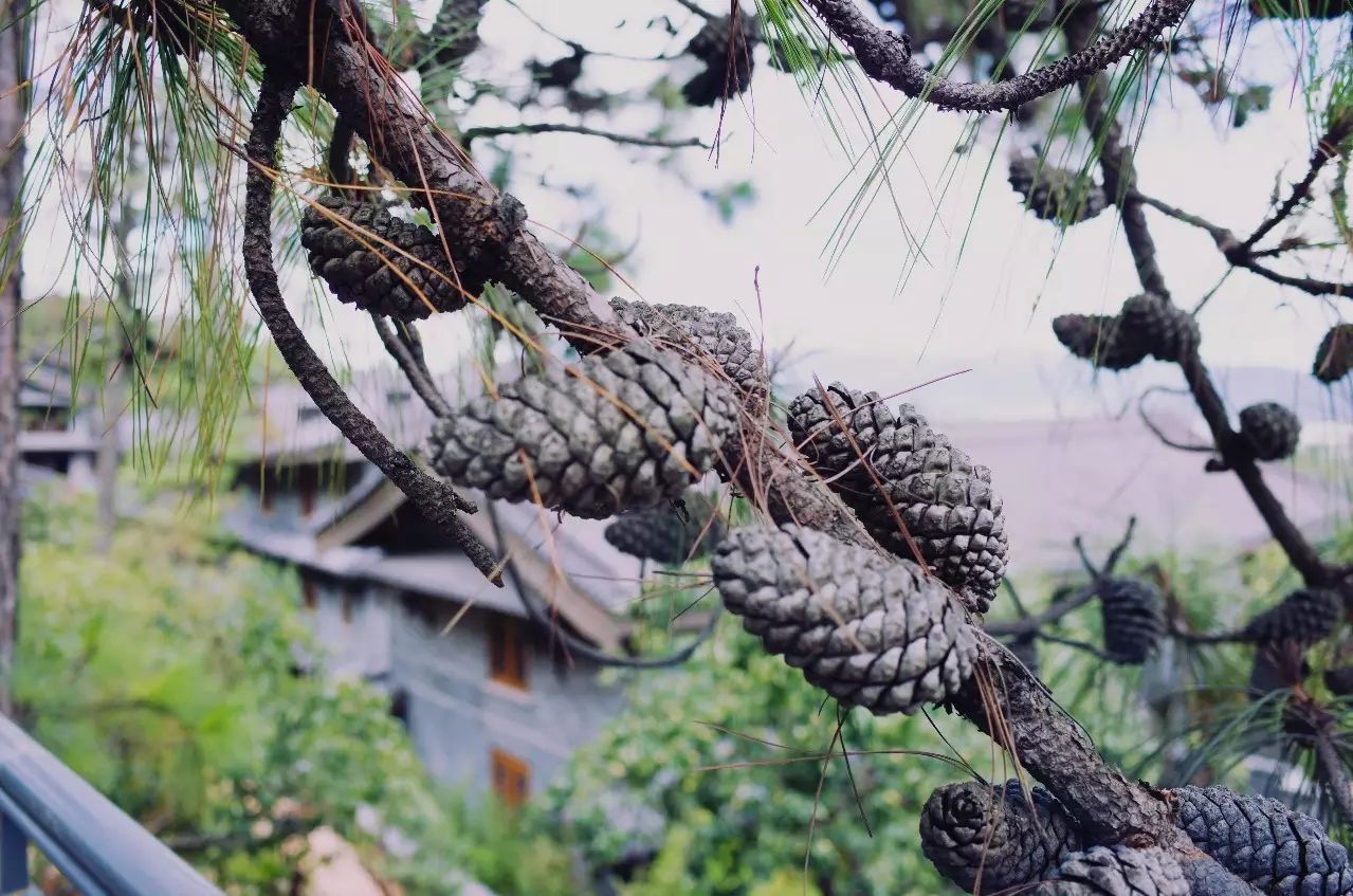 松贊麗江林卡，歷經(jīng)千百年歲月流淌的歷史古建