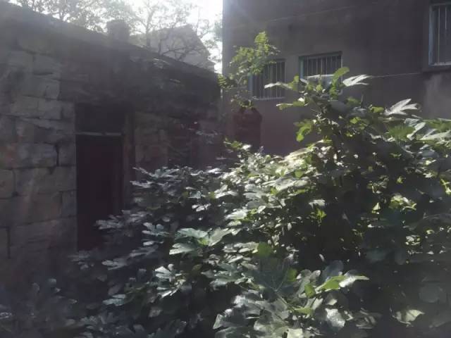 桃花源，有花為伴有茶糊口每一天都是美好光陰