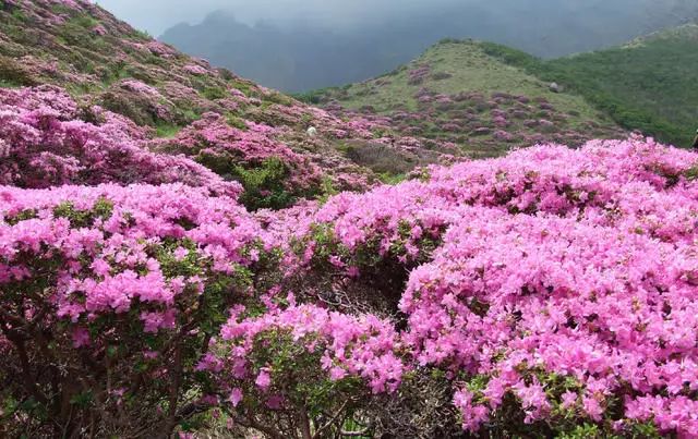 珀洱半坡，在竹海樹林之間盡享山間好風(fēng)光