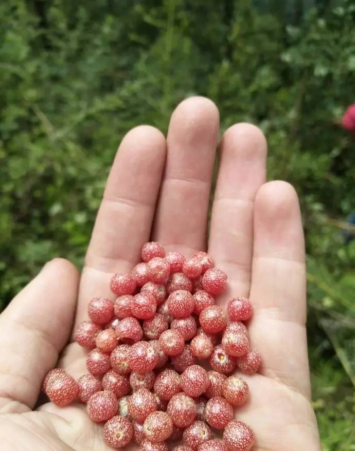 若丁山七號(hào)營地，無數(shù)人向往的“星空露營地”