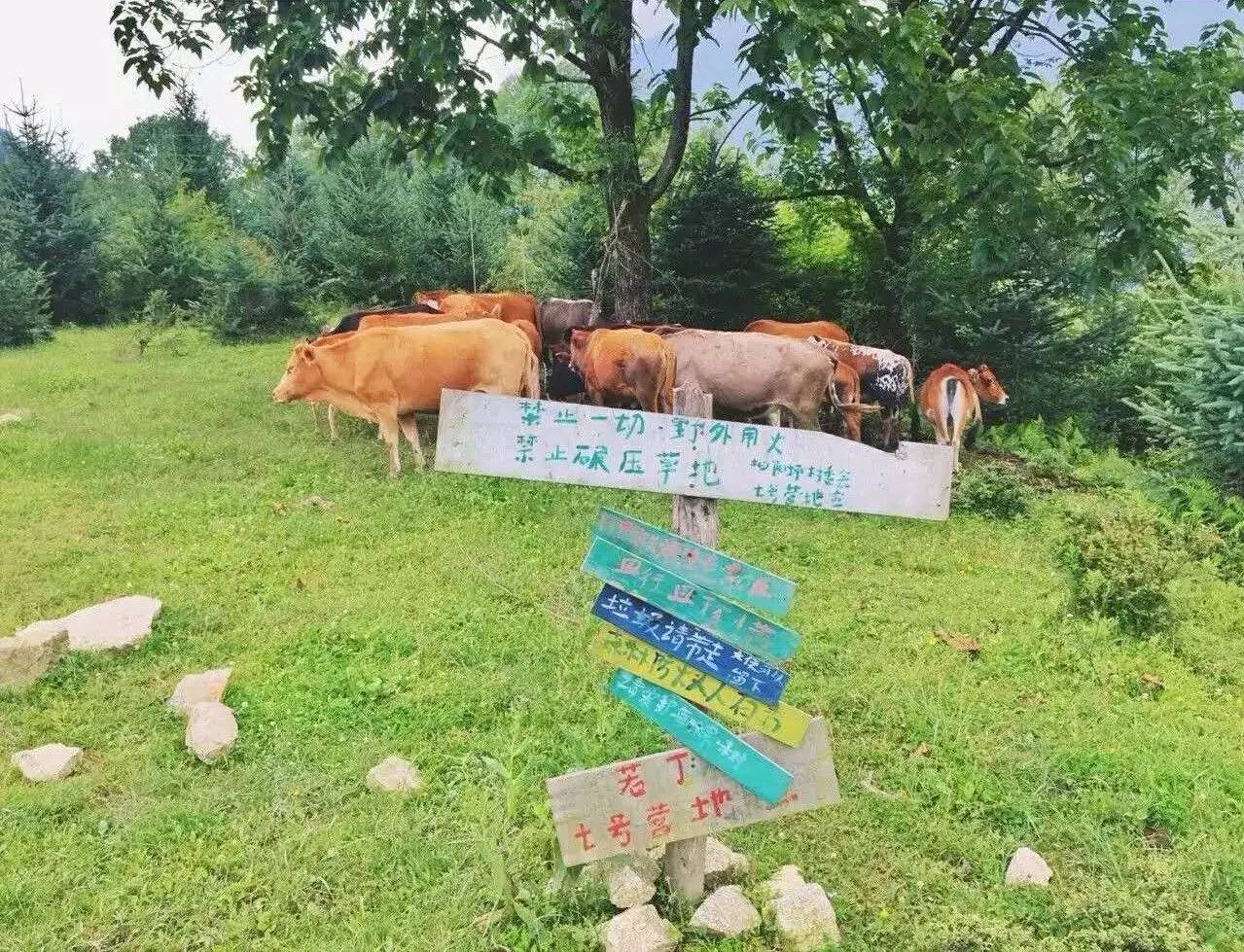 若丁山七號(hào)營地，無數(shù)人向往的“星空露營地”