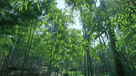 熹園茶宿，禪茶一宿悠然山水間