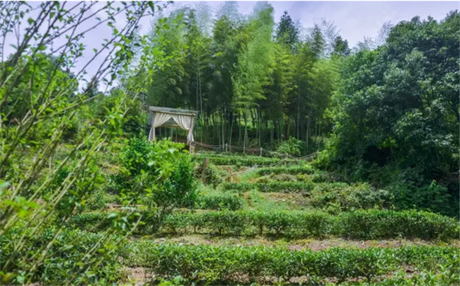 武夷山陶然有山民宿