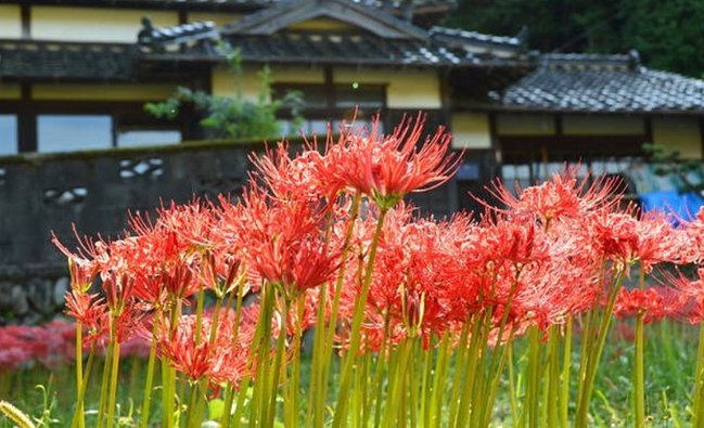 日本民宿體驗(yàn)