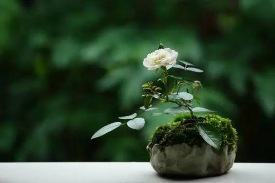 花香滿溢，唯美花藝設(shè)計！