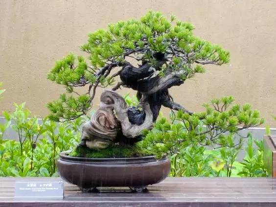花香滿溢，唯美花藝設(shè)計！