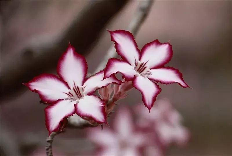 驚艷花朵風景圖片：花開并蒂美哉!