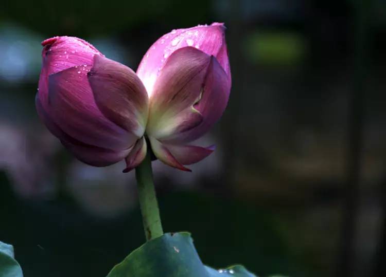 驚艷花朵風景圖片：花開并蒂美哉!