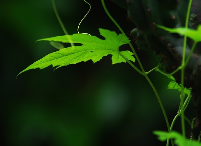 青絲綠葉迷人眼：一組清新植物風景攝影