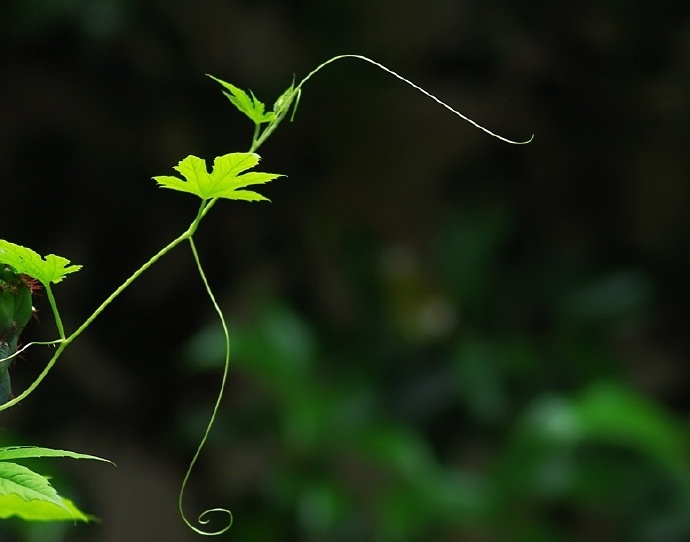 青絲綠葉迷人眼：一組清新植物風景攝影