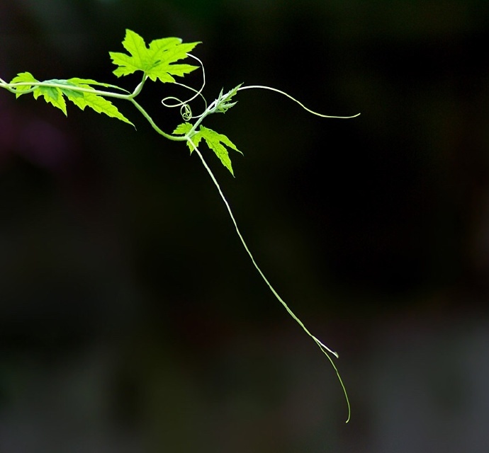 青絲綠葉迷人眼：一組清新植物風景攝影