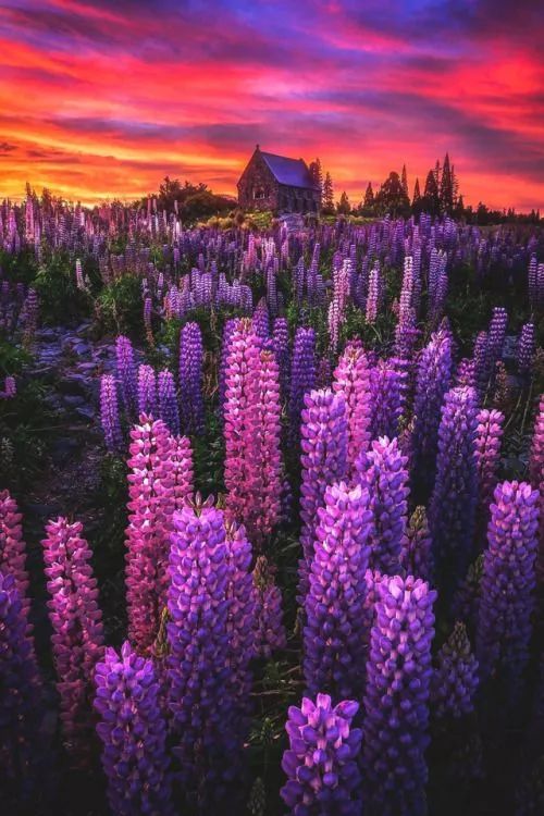 最美風(fēng)景《魯冰花》，送給母親的花！