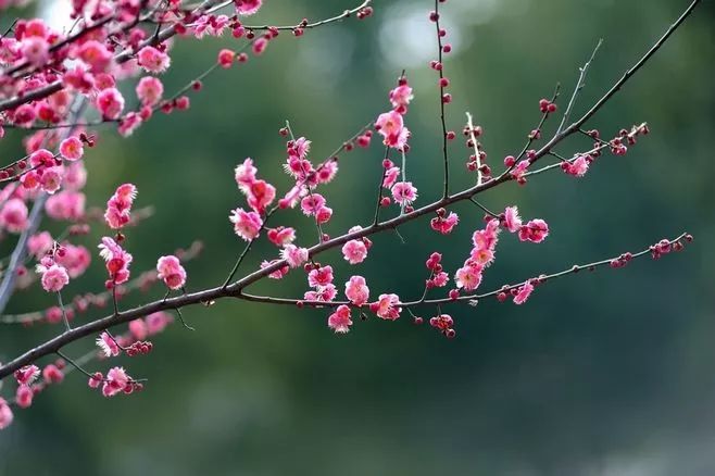 詩意風景：一花一世界，一詩一情懷