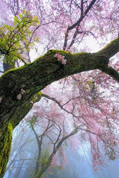 唯美風景圖片：生命是一樹花開