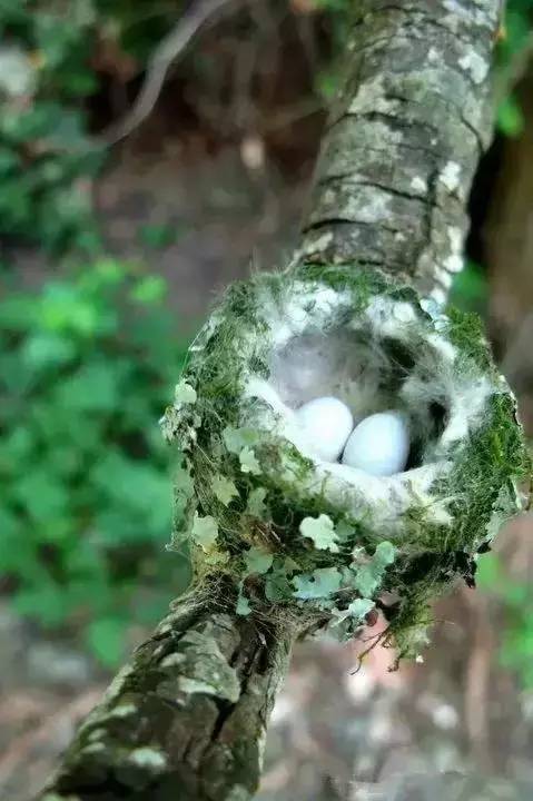 唯美風(fēng)景圖片：春天充滿生機(jī)的鳥語花香！