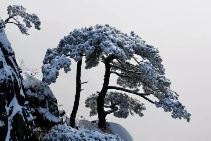 雪后黃山風(fēng)景宛如人間仙境，舞一曲雪中霓裳羽