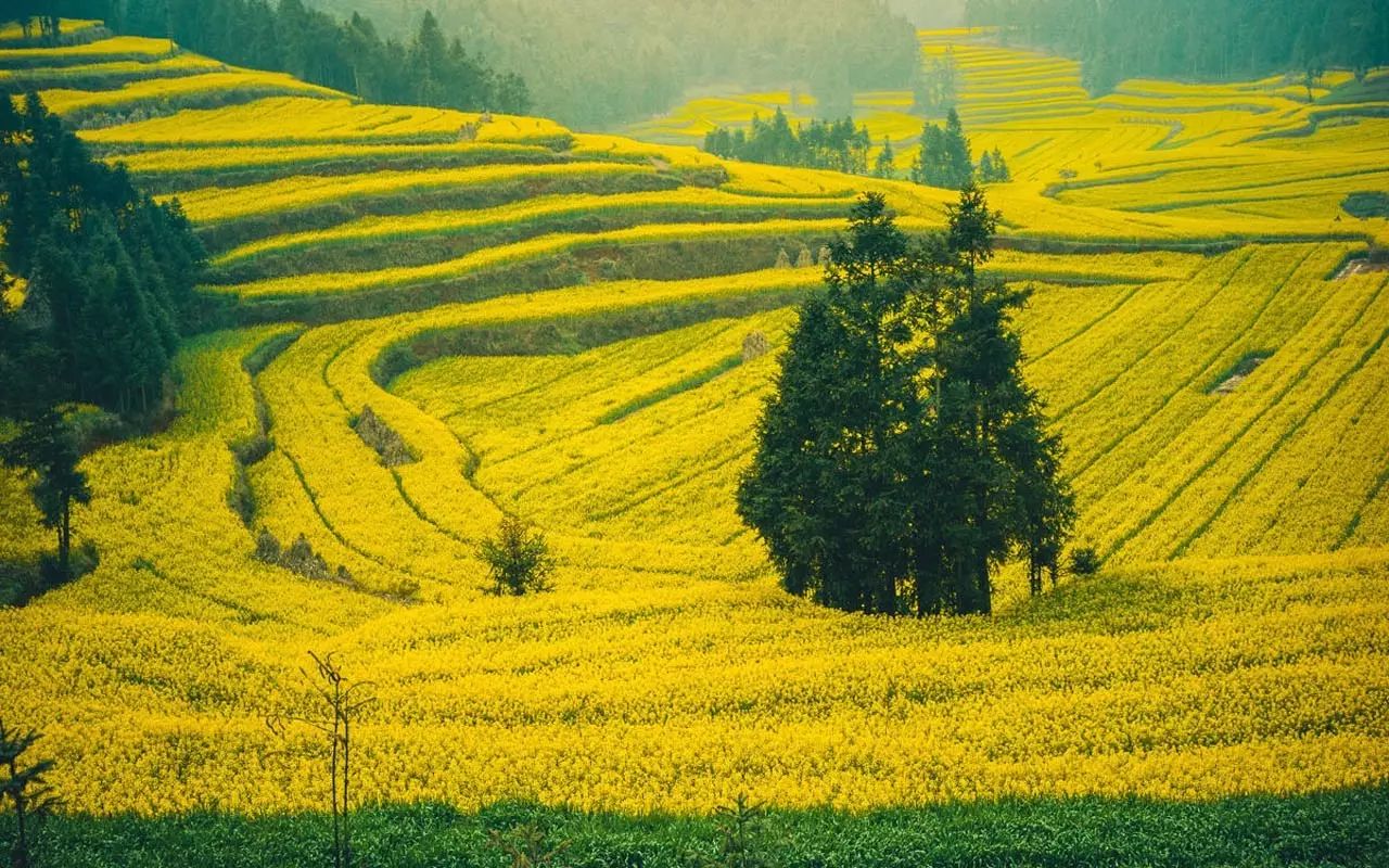 美到窒息的中國最美油菜花海，邂逅花海風(fēng)景！