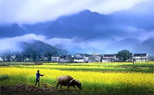 美到窒息的中國最美油菜花海，邂逅花海風(fēng)景！