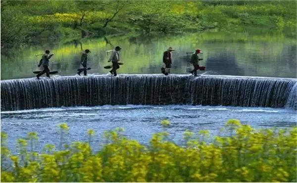 美到窒息的中國最美油菜花海，邂逅花海風(fēng)景！