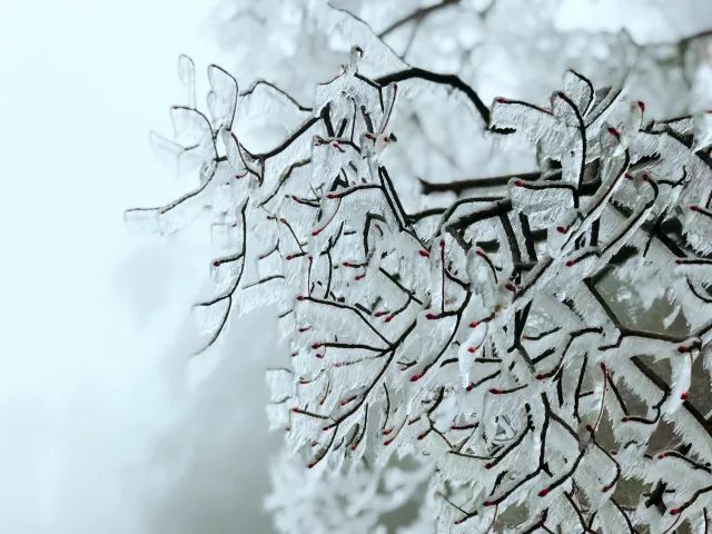 雪后黃山風景宛如人間仙境，舞一曲雪中霓裳羽