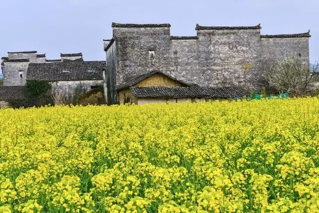 美到窒息的中國最美油菜花海，邂逅花海風(fēng)景！