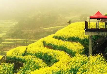 美到窒息的中國最美油菜花海，邂逅花海風(fēng)景！