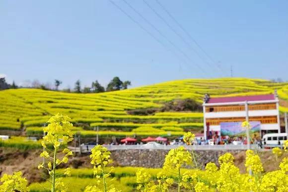 美到窒息的中國最美油菜花海，邂逅花海風(fēng)景！