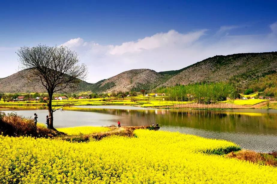 美到窒息的中國最美油菜花海，邂逅花海風景！