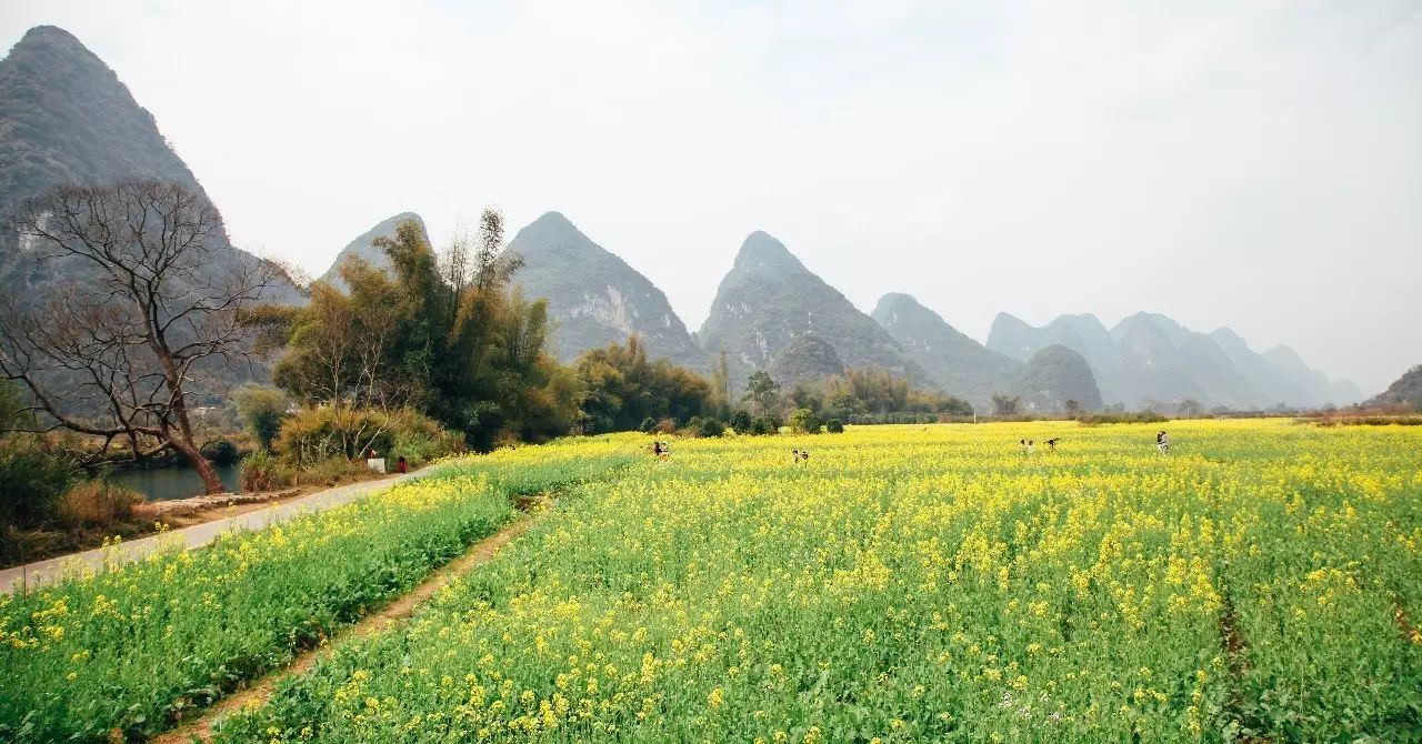 美到窒息的中國最美油菜花海，邂逅花海風景！