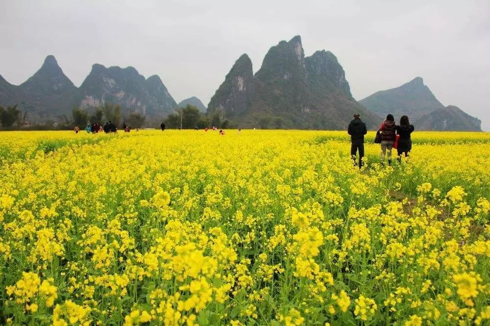 美到窒息的中國最美油菜花海，邂逅花海風(fēng)景！