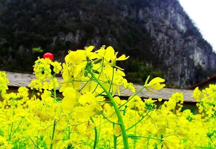 美到窒息的中國最美油菜花海，邂逅花海風(fēng)景！