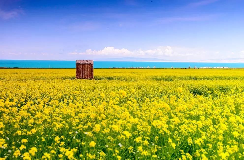 美到窒息的中國最美油菜花海，邂逅花海風(fēng)景！