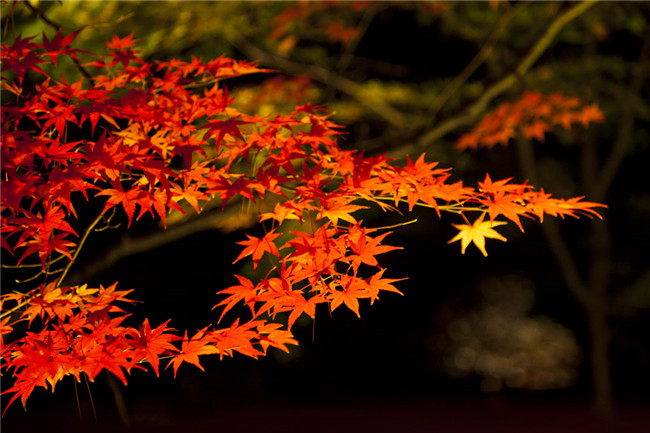 紅葉似火意似情，楓葉夜色攝影欣賞