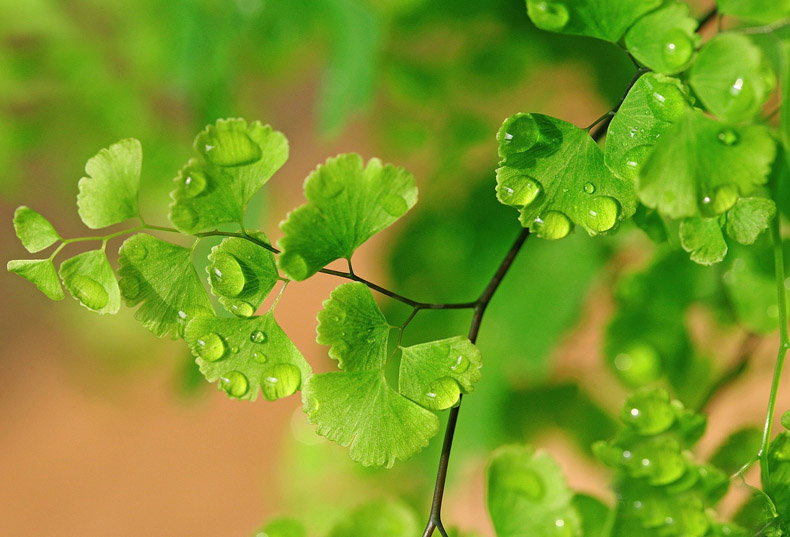 掌握這四點風(fēng)水，牢牢抓住你的桃花運