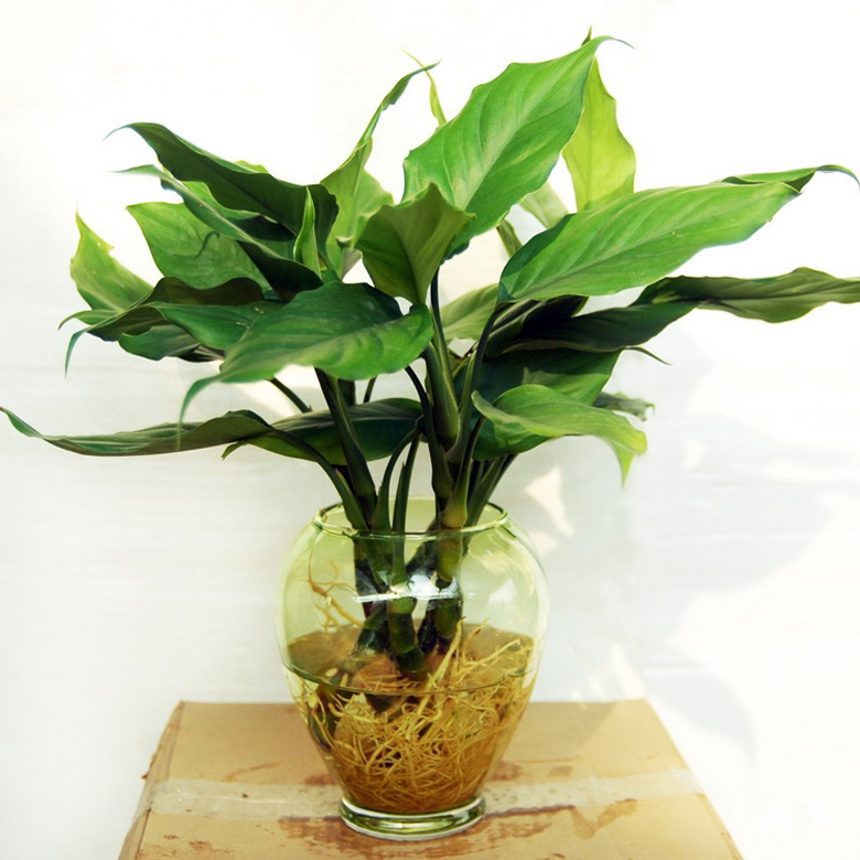 促進(jìn)夫妻關(guān)系的植物，你有沒有放在房間里？
