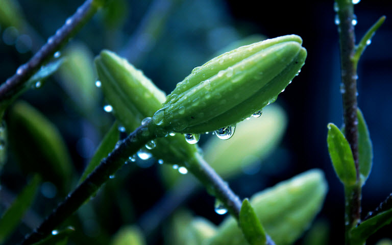 擺設(shè)植物也有風(fēng)水禁忌？還不趕快學(xué)！