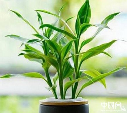 家里養(yǎng)著哪些植物風水好