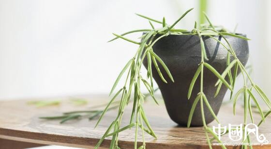 室內風水植物有哪些